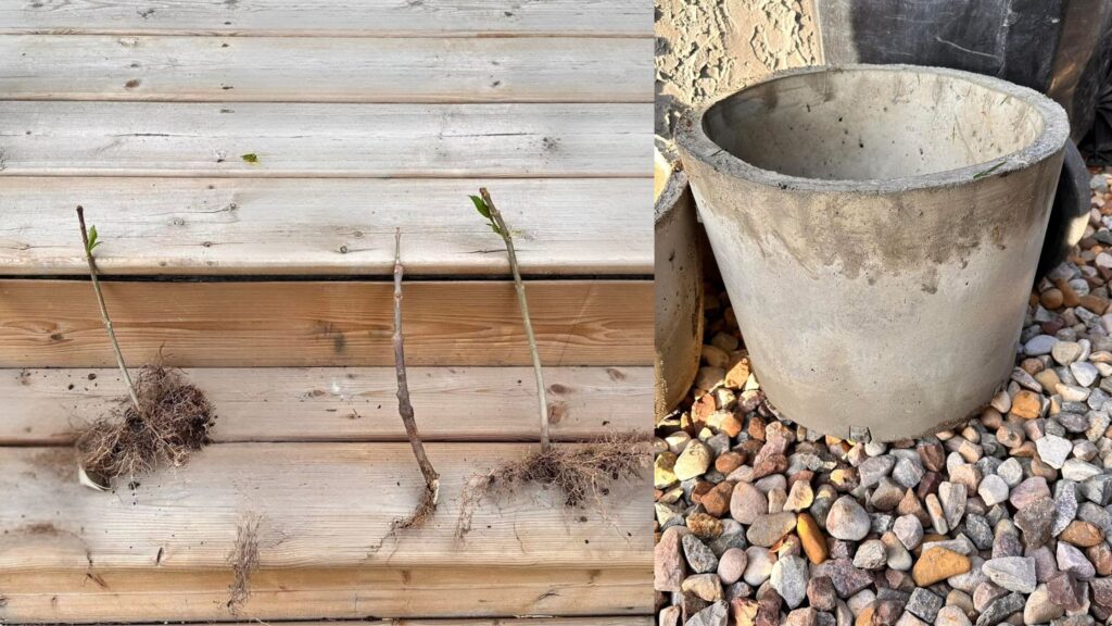 Cómo propagar una planta de Lilac
